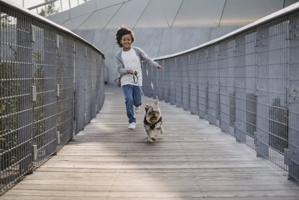 Yorkshire Terrier on leash along narrow wooden bridge in park